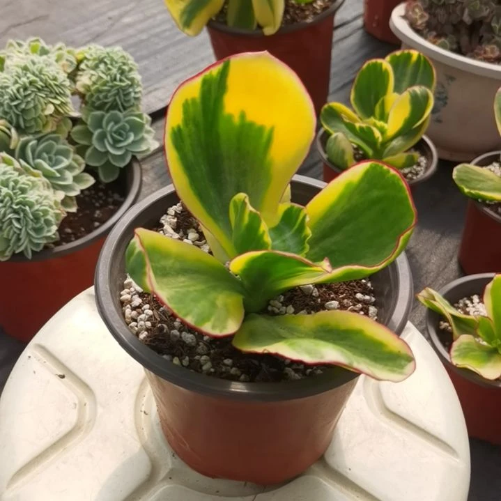 包菜家族的青梅白覆轮锦