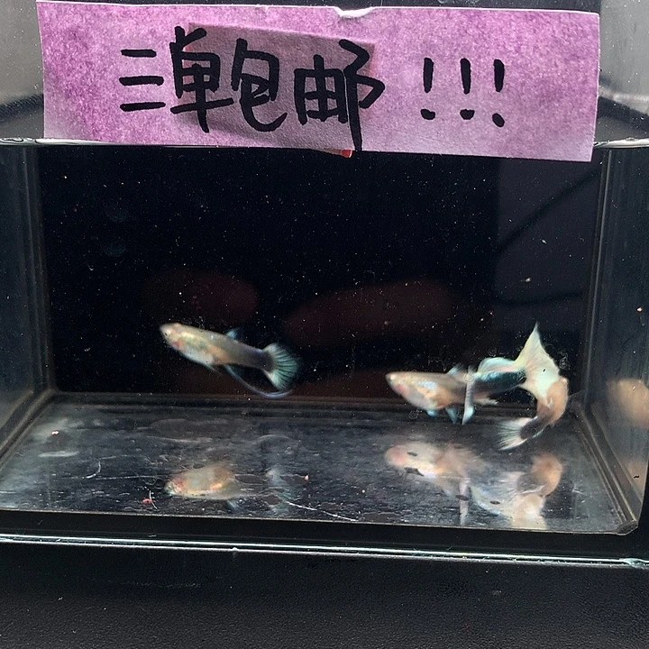 孔雀鱼黄礼服大c一对➕普通孕母两条