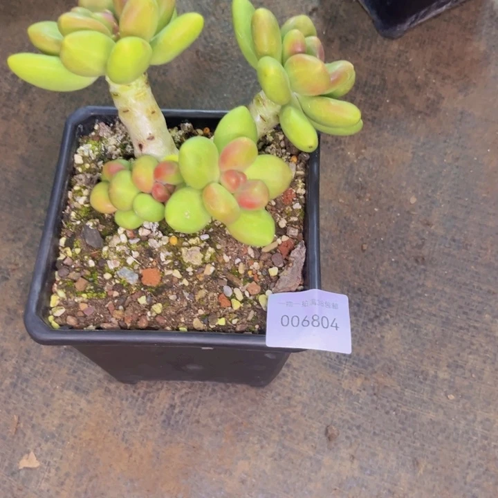 許***淩多肉一物一拍6804