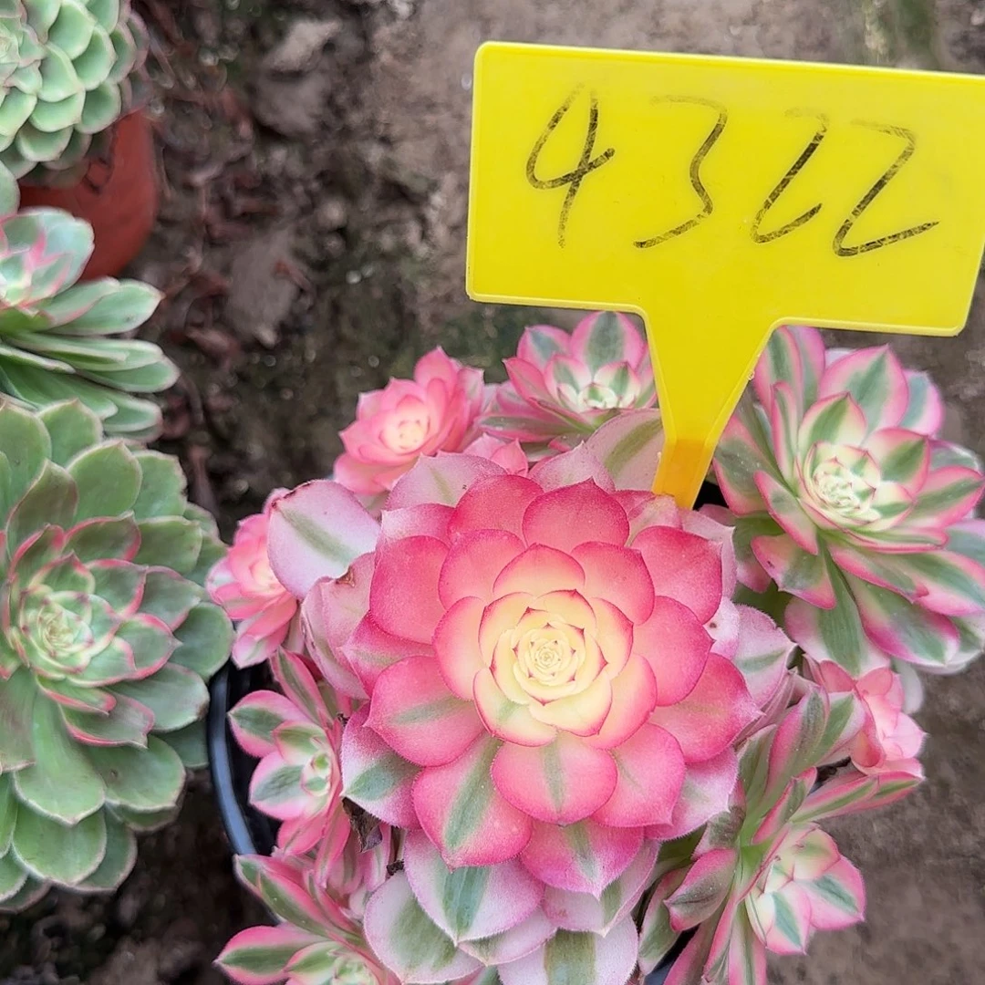 4322---倾城多头多肉植物