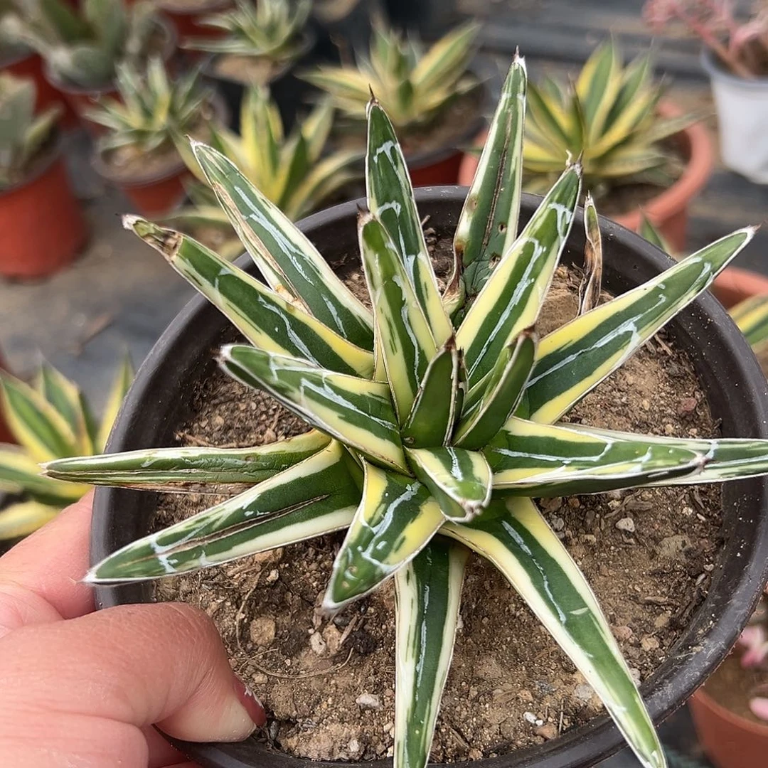 多肉植物金山单头