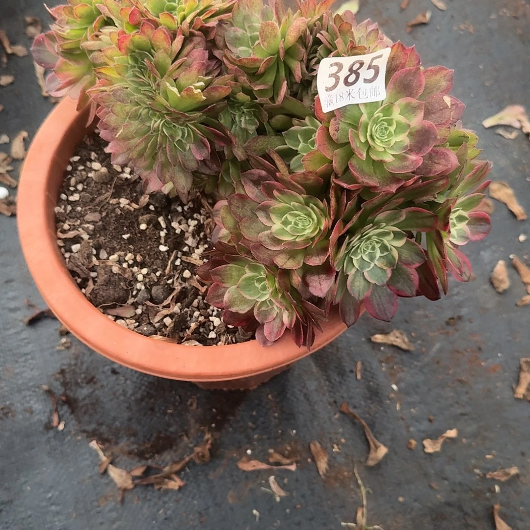 385海王朵朵缀福利发货