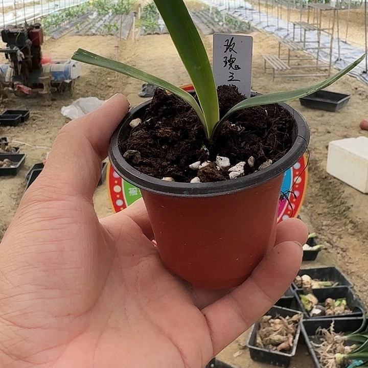 玫瑰之星朱顶红一棵1+