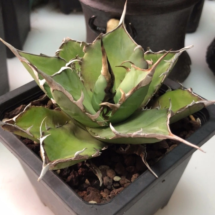 黑帝斯仁王冠龙舌兰