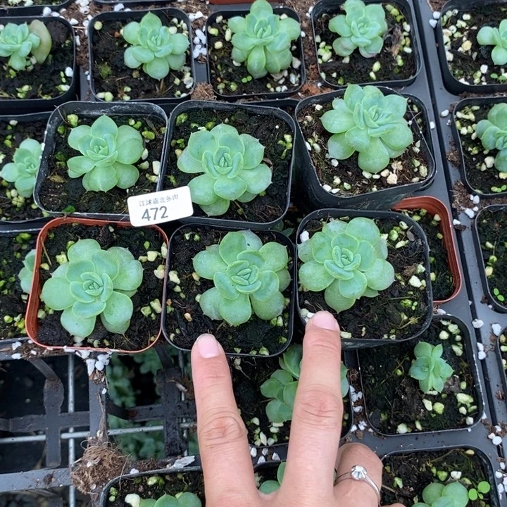 标472朦胧一个量拍