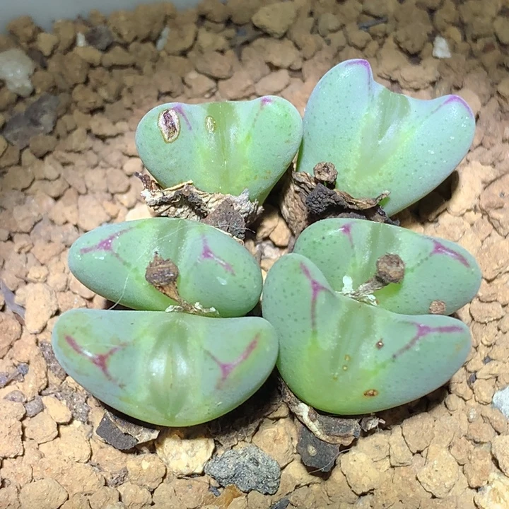 精品多肉植物精品多肉爱心大嘴小型少将