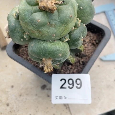 299号6头大群 海鲜 草球苗接
