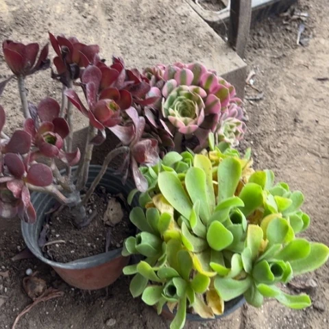 360多肉植物组合，