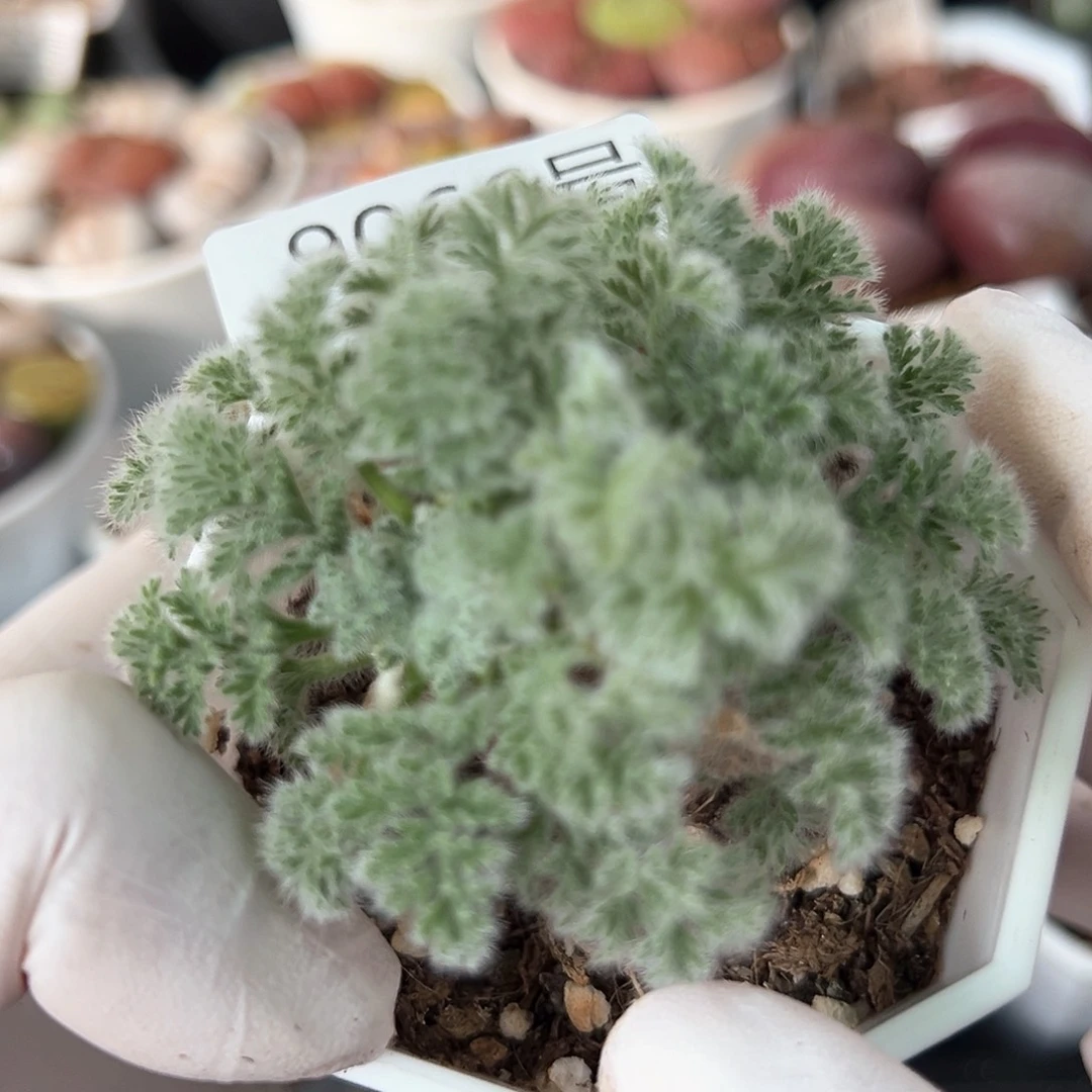 好养易活生石花大母本9066