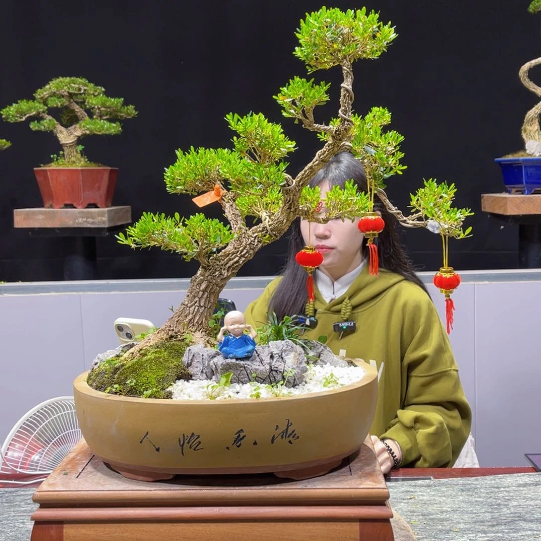 四季常青老桩黄桩盆景