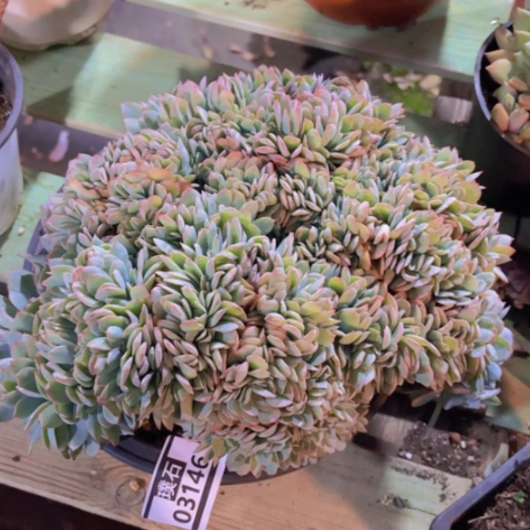 【闪购商品】布鲁蓝03146