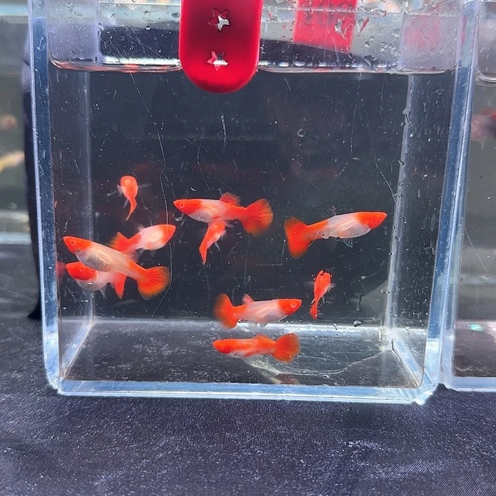 孔雀鱼242号，10条