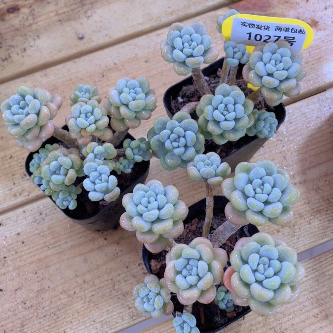 1027号 老桩洛可可多头群一个