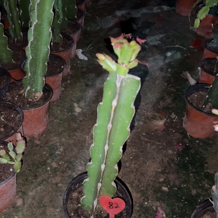 用***3当前无花栽培后可以开花金玉良缘82