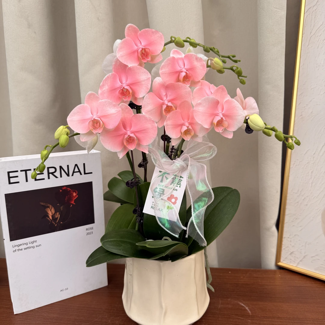 蝴蝶欗《火烈鸟》欧洲进口花花  高端喷色 艺术稀缺马卡龙色系