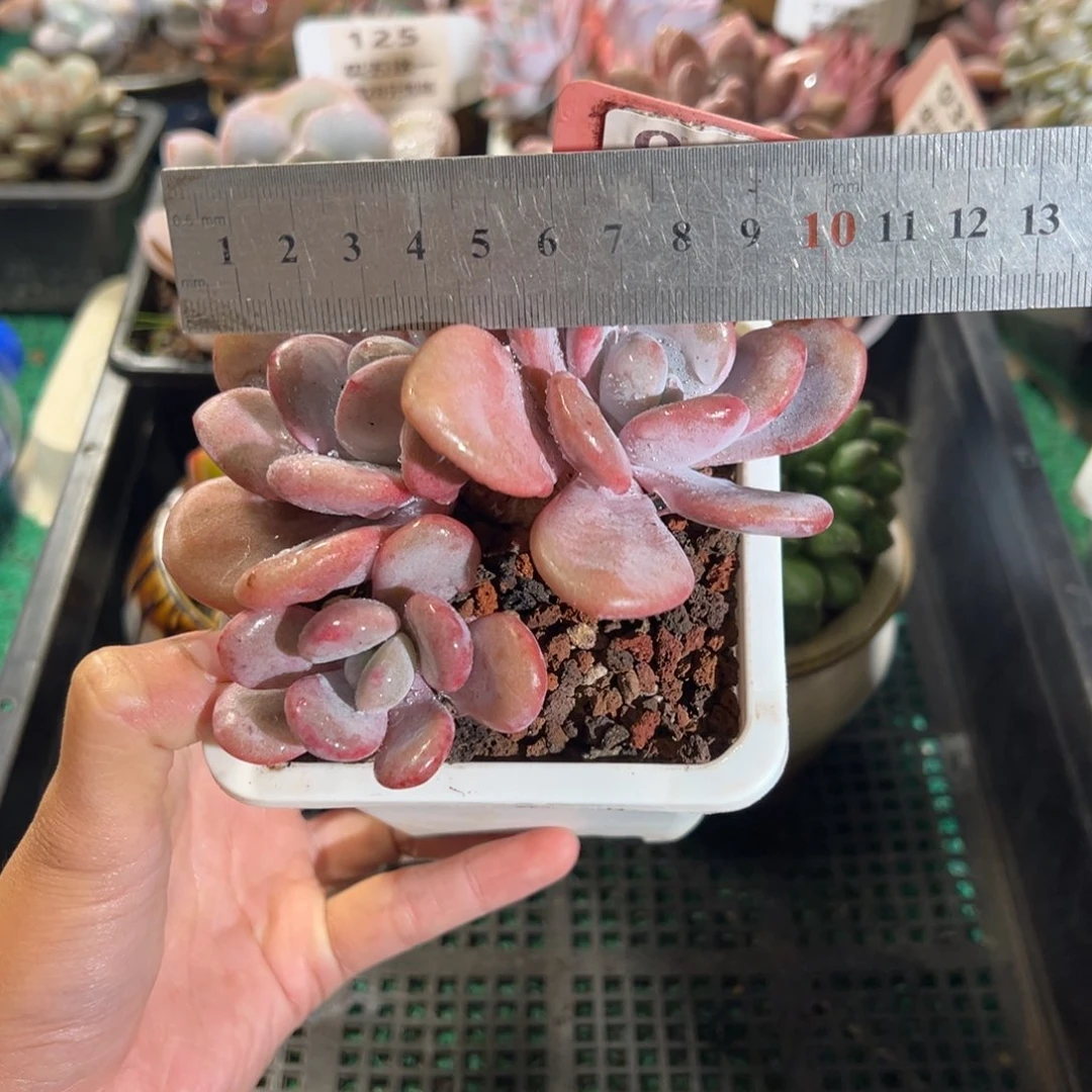 表妹精品多肉植物041.