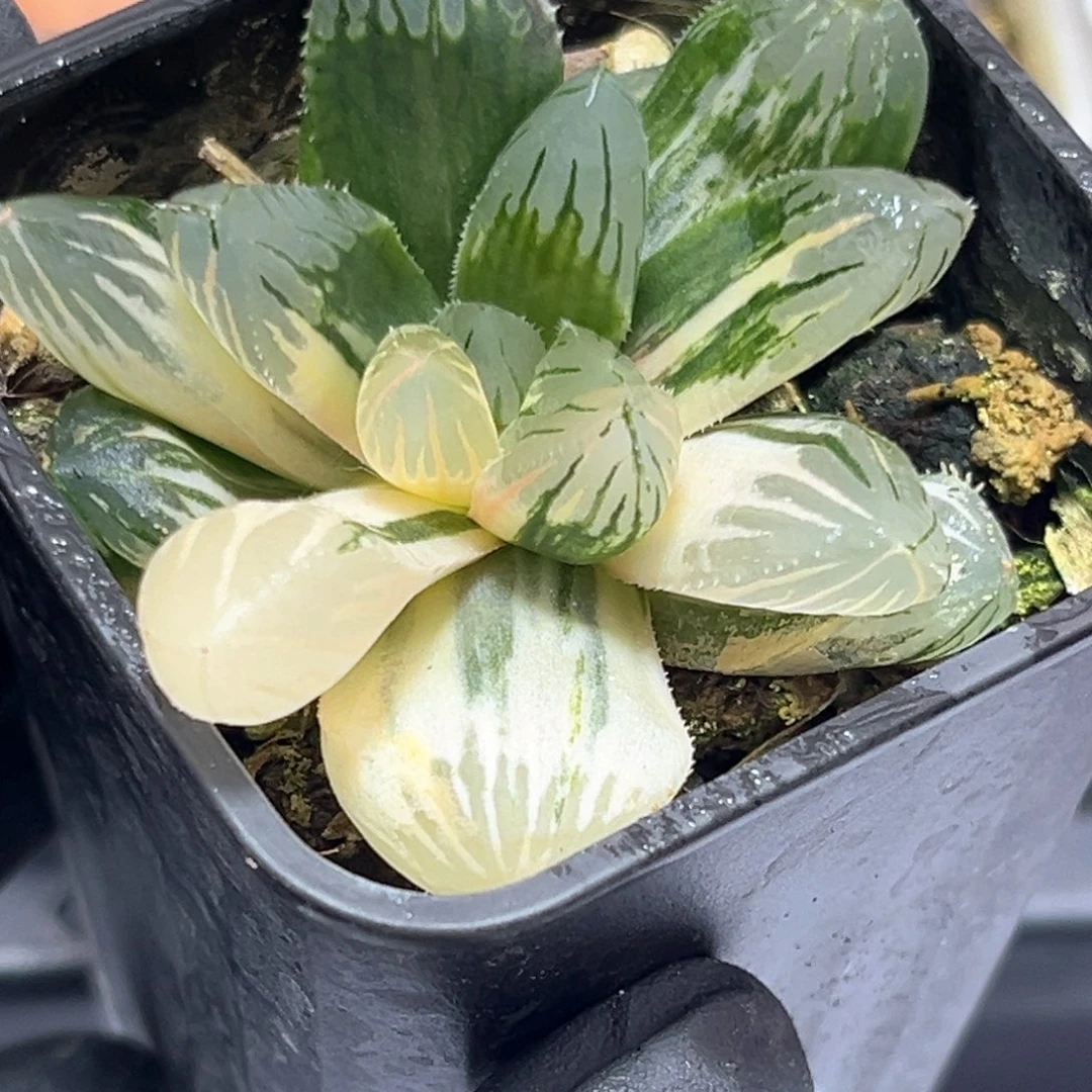 恭喜发财大吉大利4299