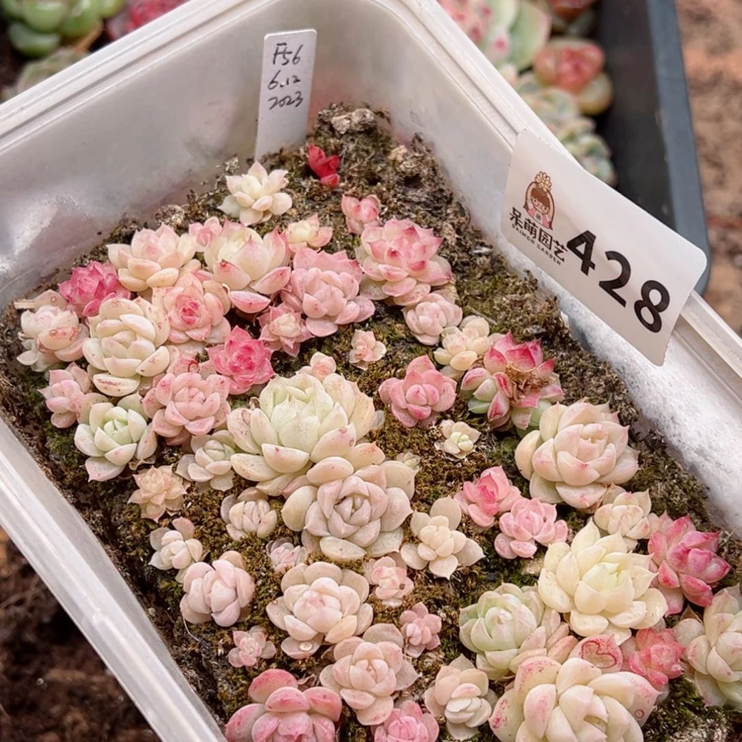 多肉植物多肉植物