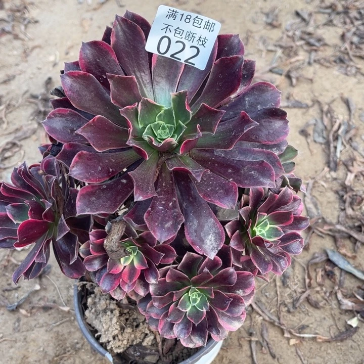 022金丝雀桩不太直1法师