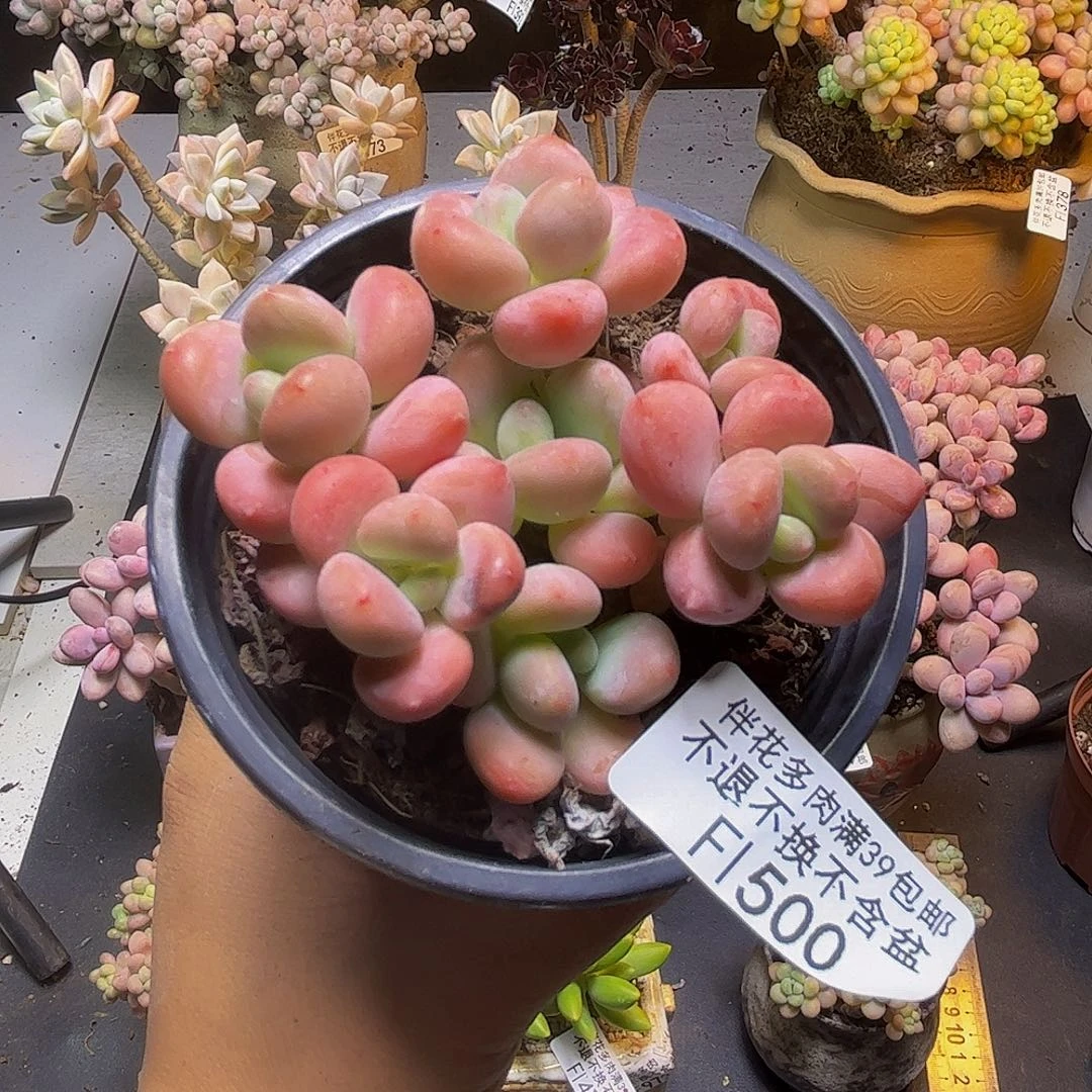 橘子香水洛神500/7cm