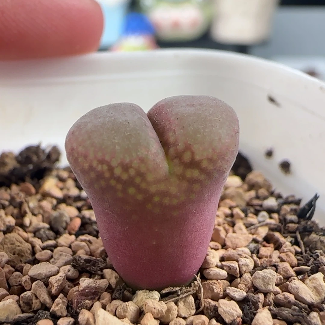 0525/粉女/三年半/