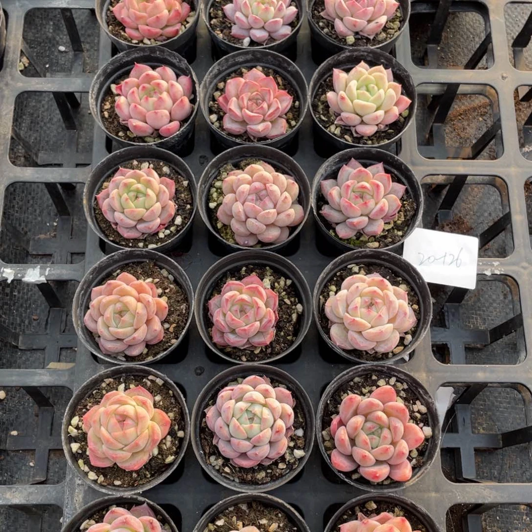 一物一拍18颗20-126