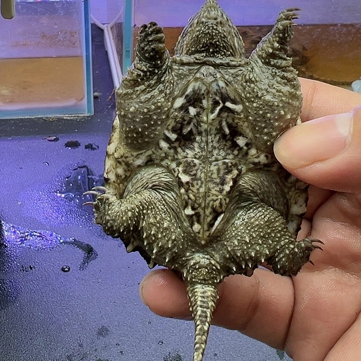 宠物龟公5厘米宠物龟粗刺白头纯佛