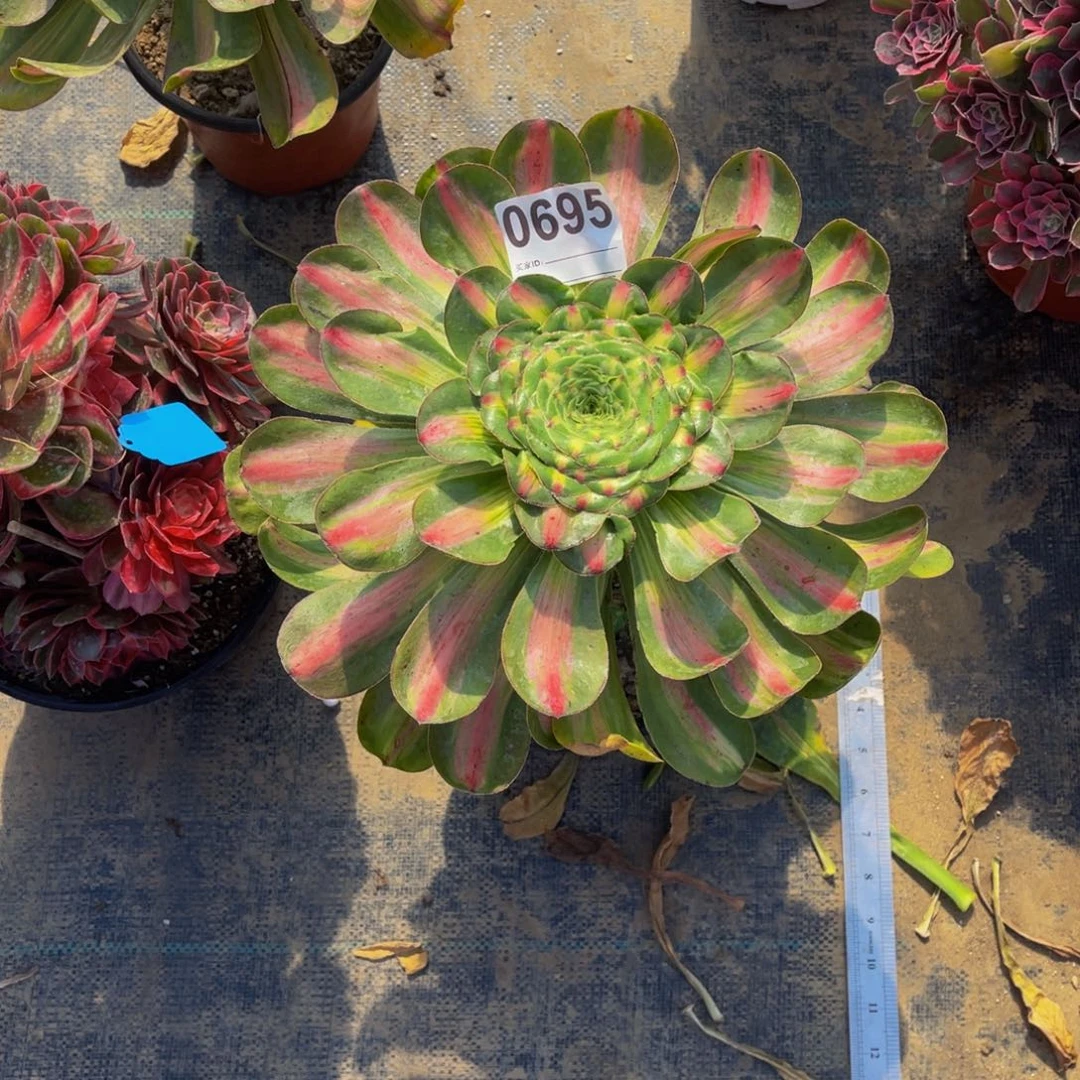 李****)暴君0695带土球