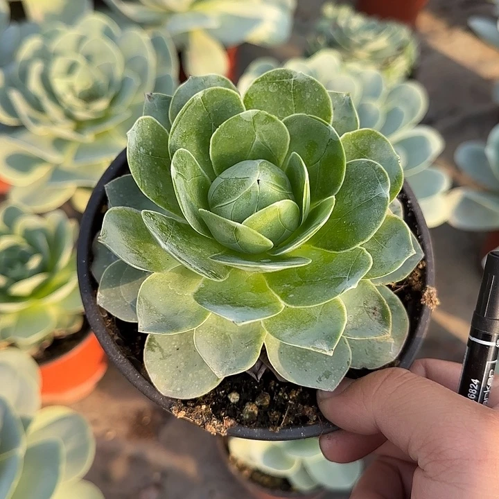 小***艳山地玫瑰一物一拍，脱土发，2号