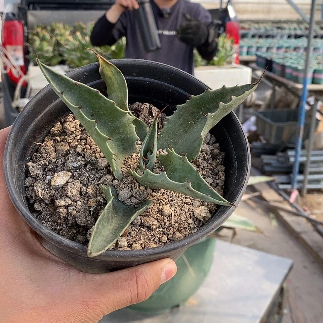 鲸鱼舌小苗冠幅15公分