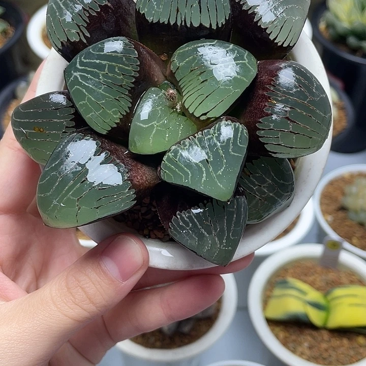 29号  巨大化爱神克母本