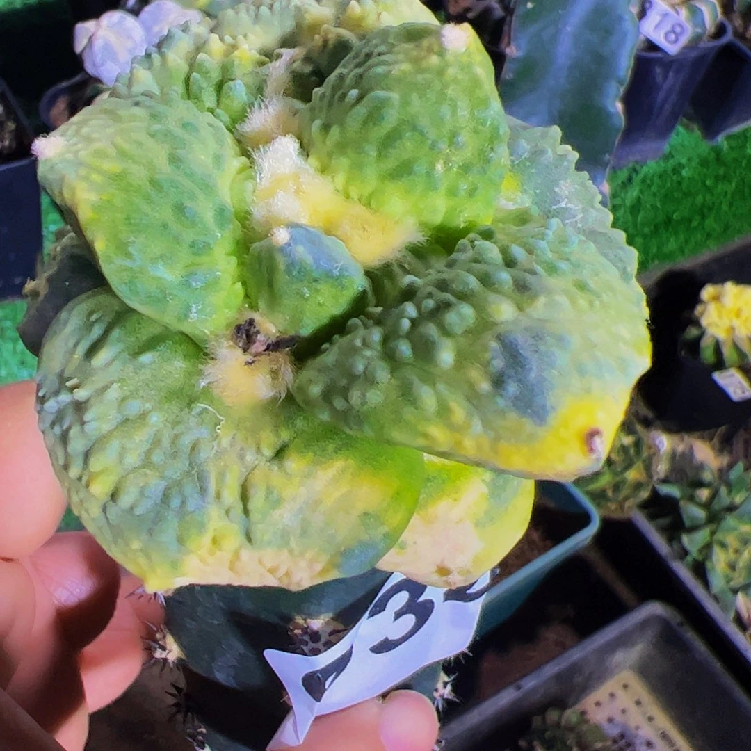 无花朵福利怒涛牡丹锦934