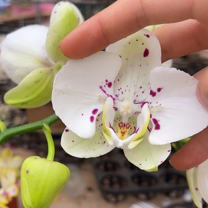 大部分开放少量花苞999瑕疵不售后一颗