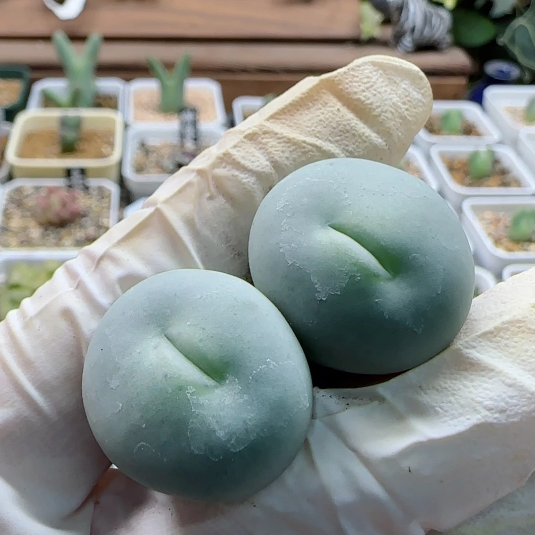 Y*1-12当天满58包邮大嘴多肉脱土