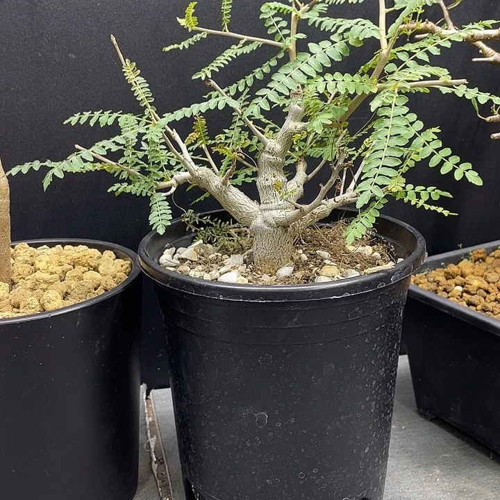 ∧***进尼勒达乳香11111111