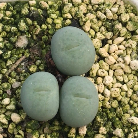 多肉肉锥 3头Ｖ嘴