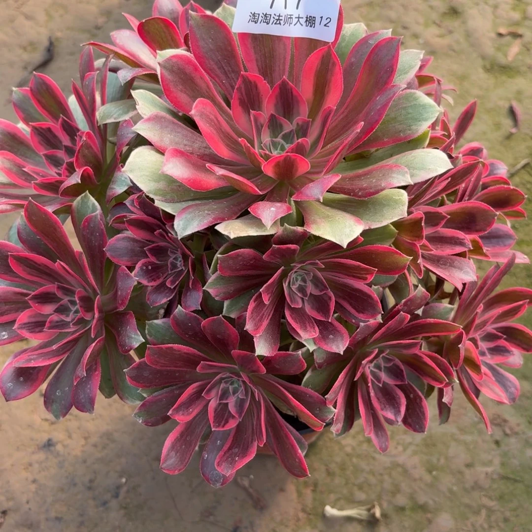 717浣纱多肉植物法师