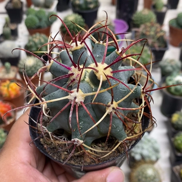 实生狂刺江守玉特价