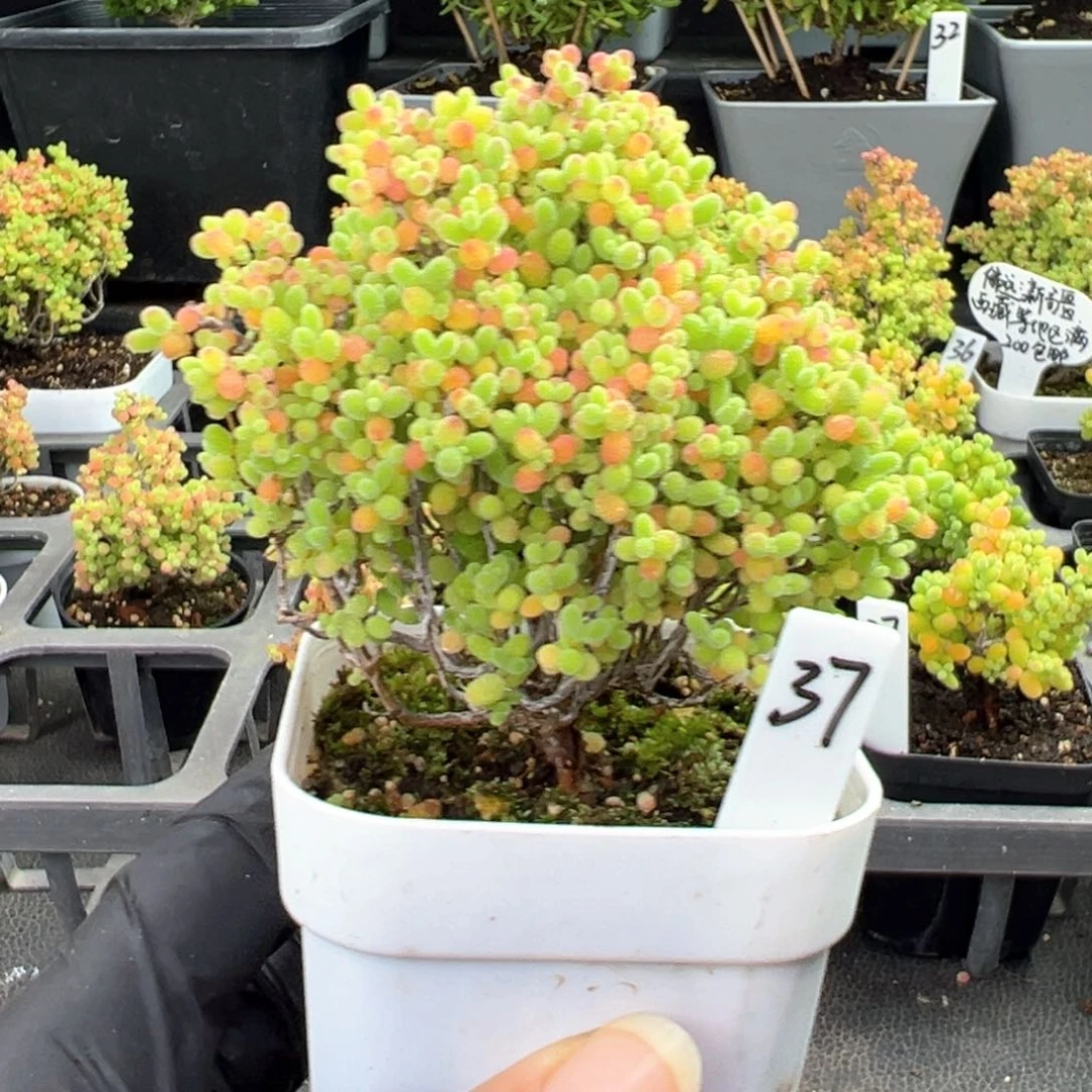 精控蜜橘小树37号