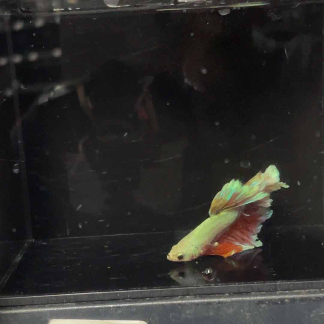 斗鱼哈哈啊哈哈哈哈567