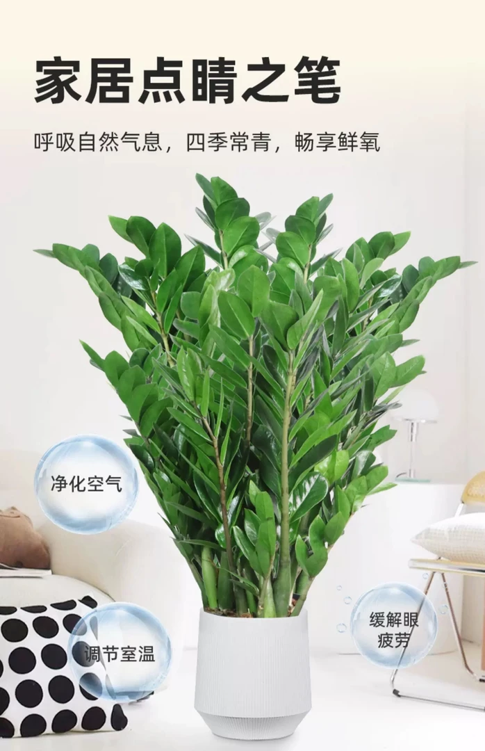 【财源滚滚】金钱树带盆1-1.2米高净化空气室内绿植室内耐旱好养