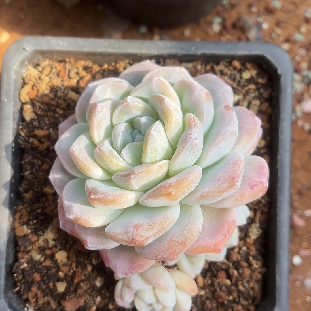 陈燕云姐的7个冰玉