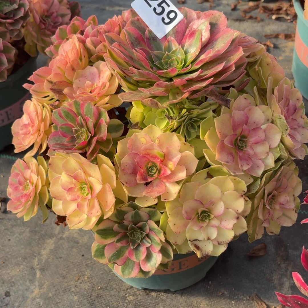 259雨河多肉植物福利