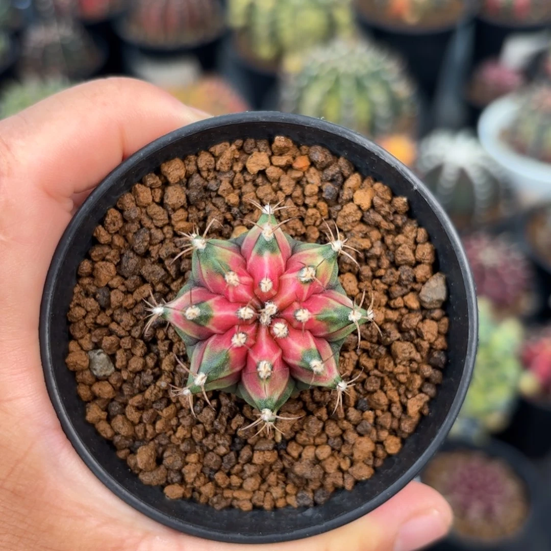 泰系实生穹顶米哈仙人球3