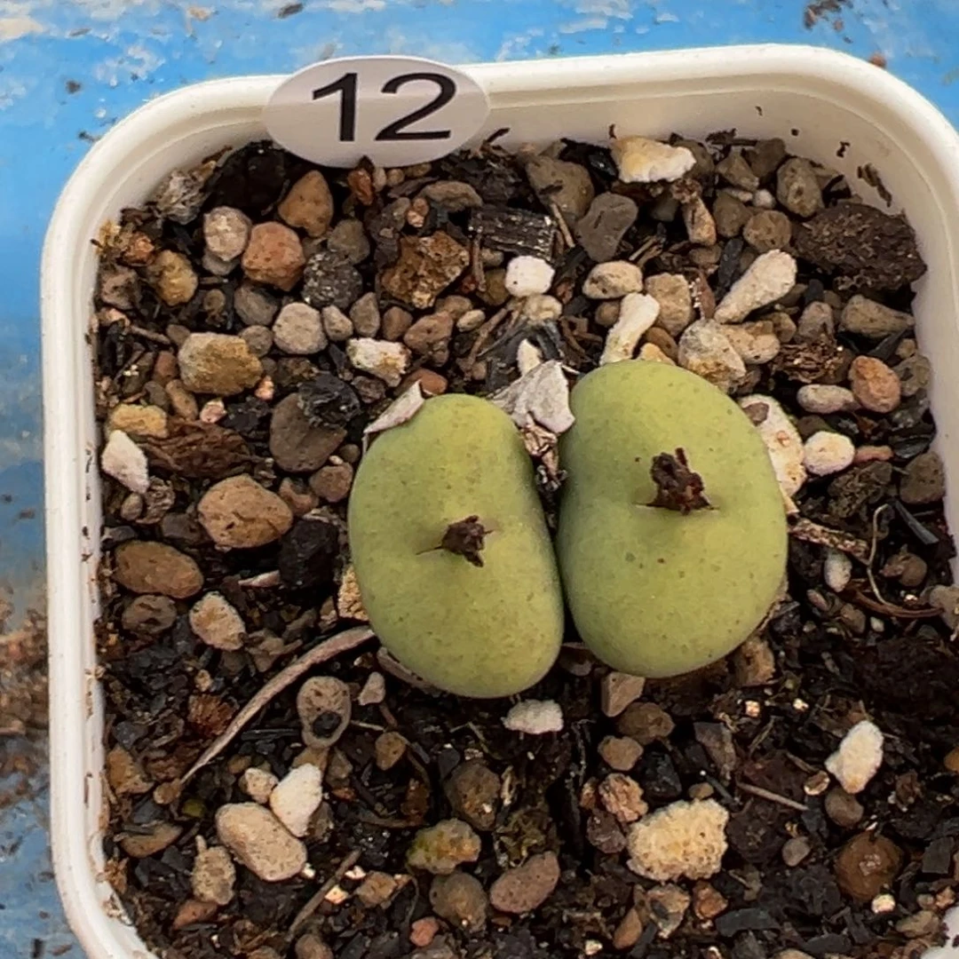 多肉植物111111111111