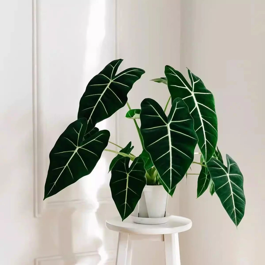 稀有绿天鹅绒海芋室内观叶热带绿植盆栽好养开裆大型