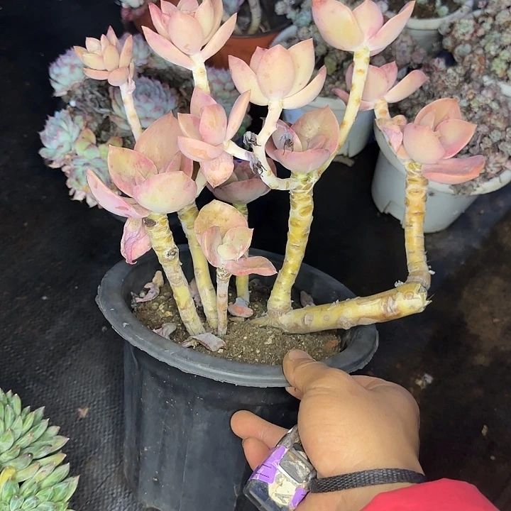 鹤士603 多肉植物一物一拍