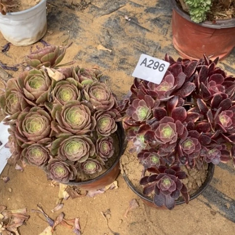 两颗法师一物一拍