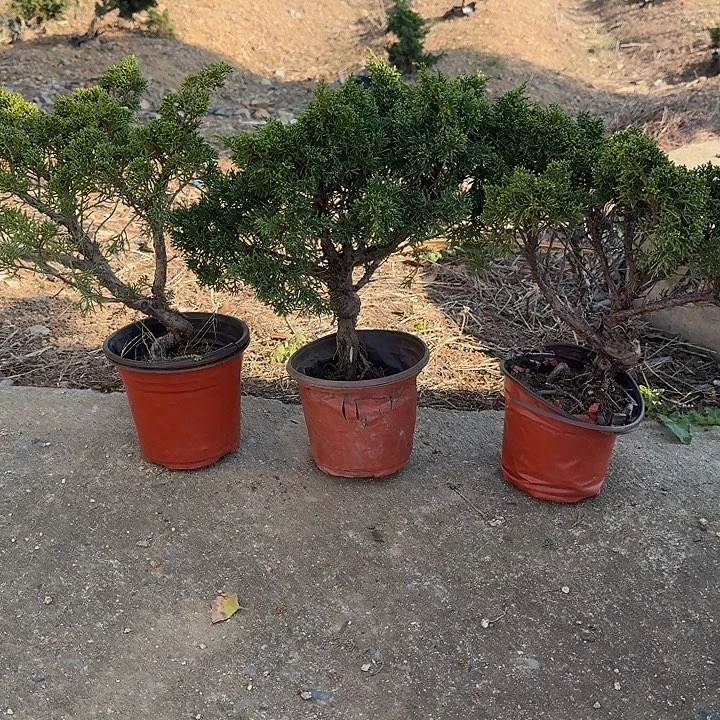 发***车无花朵盆栽植物纪州真柏