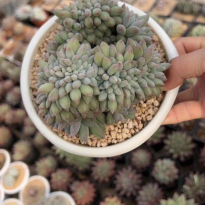 【闪购商品】所罗门缀